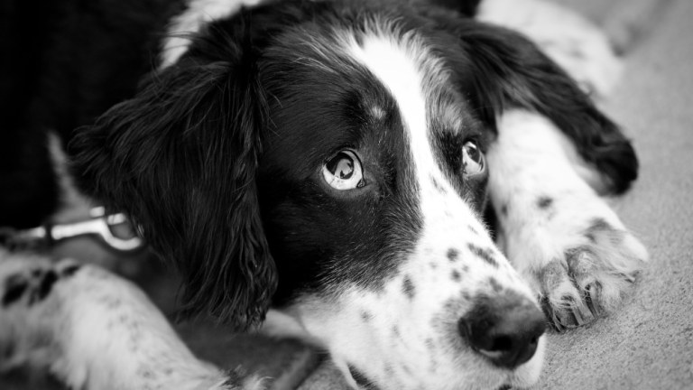 Έλλειψη Ικανοποίησης